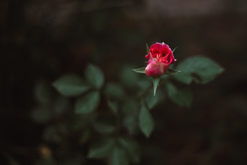 Fototapeta premium A single red rose blooming.