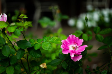 Pink petals in the garden.