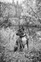 Black and white photograph of the Staffordshire Terrier on the lake in autumn