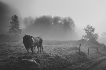 Bull in the morning mist