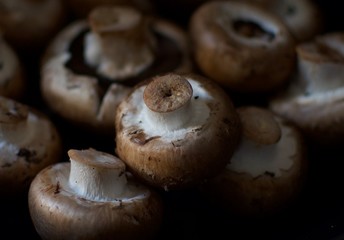 mushrooms on a black background