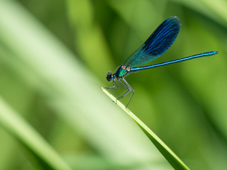 Macro of male Banded Demoiselle, Calopteryx splendens resting on a green leaf. Damselfly of family Calopterygidae. Selective focus, green bokeh background, copy space