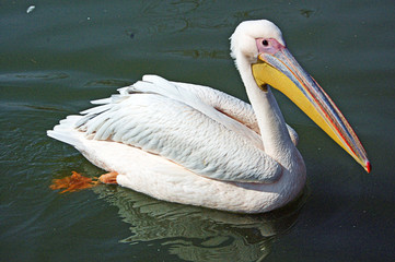 Pelican