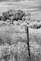 Old high desert fence post in black and white