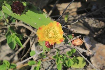 cacto com flor amarela