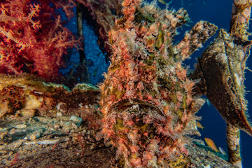 Coral reefs and water plants in the Red Sea, Eilat Israel