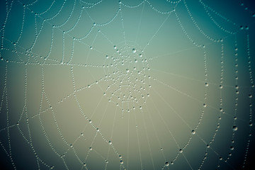Spider web with water drops close up