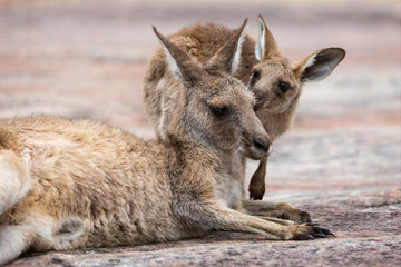 Fototapeta premium Close up of female Kangaroo with Joey - baby Kangaroo