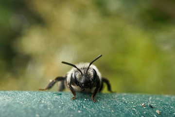 Insekt - Schwarze Biene