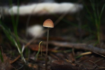 Little Mushroom