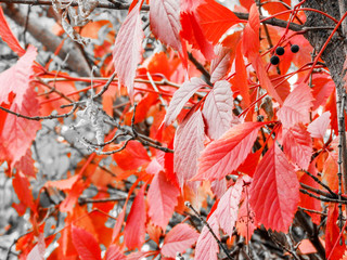 red grape leaves on a beautiful background