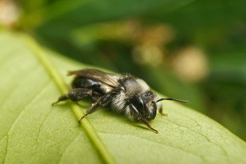 Insekt - Schwarze Biene