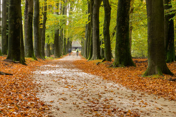 forest path with autumn leaves on the ground and large trees on both sides. Two racing cyclists ride in the distance on the path