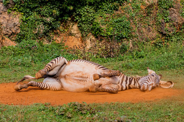 Naklejka na ściany i meble a zebra enjoying a dirt bath