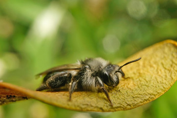 Insekt - Schwarze Biene