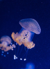 Jellyfish in the deep blue ocean with bright illuminance