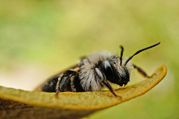 Insekt - Schwarze Biene