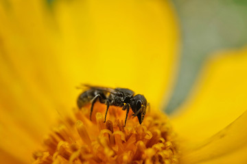 Insekt - Schwarze Biene