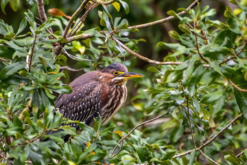 Green heron in the bushes