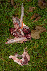 Fish Heads, Guts, and Eggs