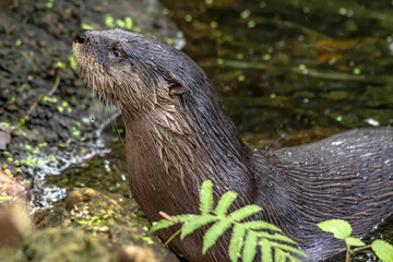 River otter comes up on the bank 