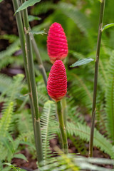 Pine cone ginger - red flower that resembles a pine cone