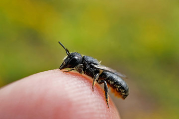 Insekt - Schwarze Biene