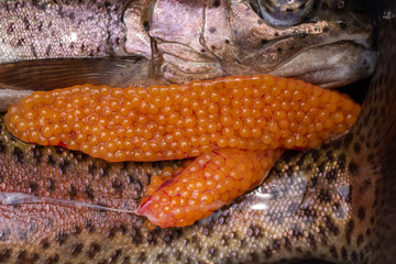 Orange caviar rye from trout fish ,roe and trout