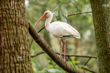 White ibis sitting in a tree