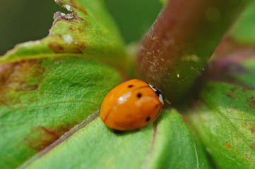 ladybug on leaf
