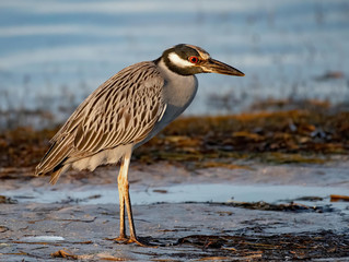 Yellow crowned night heron near the water's edge