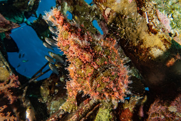 Coral reefs and water plants in the Red Sea, Eilat Israel