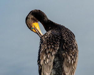 preening, animal, avian, beach, bird, color, cormorant, fauna, florida, habitat, natural habitat, nature, ornithology, shore, shore bird, shorebird, shoreline, tropical, wade, wading birds, water, wat