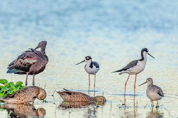 Florida shore birds gathered at the edge of the river