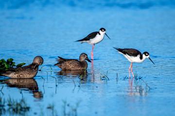 Florida ducks and  black necked stilts gathered at the edge of the river.