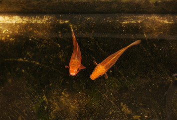 Goldfish in the pond on the street in Ho Chi Minh city Vietnam