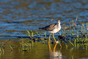 Greater yellowlegs walking in the water searching for food