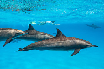 Obraz premium woman swimming with a pod of Spinner dolphins (Stenella longirorstris) over sand in Sataya reef, Egypt, Red Sea