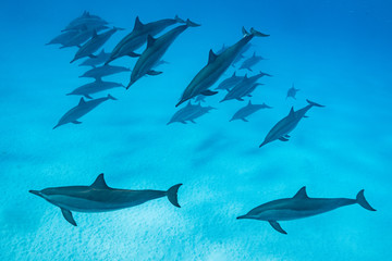 Obraz premium pod of Spinner dolphins (Stenella longirorstris) swimming over sand in Sataya reef, Egypt, Red Sea