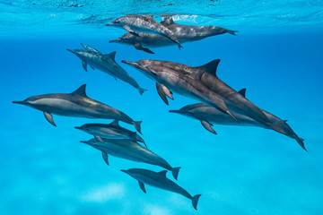 pod of Spinner dolphins (Stenella longirorstris) swimming over sand in Sataya reef, Egypt, Red Sea