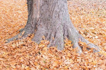 The base of a large tree in leaves