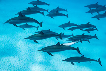 Fototapeta premium pod of Spinner dolphins (Stenella longirorstris) swimming over sand in Sataya reef, Egypt, Red Sea