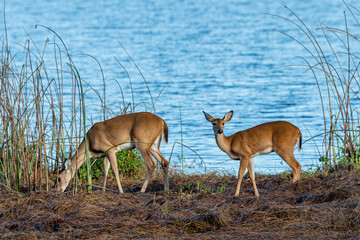 Family of wild white tailed deer by the edge of a lake - Florida