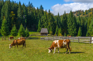 Fototapeta na wymiar Autumn landscape with small traditional wooden house and cows grazing in Apuseni Mountains, Transylvania, Romania