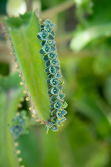 Macro flower cactus in garden