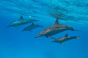 mothers and babies  Spinner dolphins (Stenella longirorstris) swimming over sand in Sataya reef,...