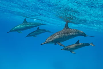 Tuinposter mothers and babies  Spinner dolphins (Stenella longirorstris) swimming over sand in Sataya reef, Egypt, Red Sea © Subphoto