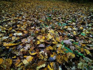 Beautiful picture with yellow, red and orange leaves. Autumn forest background. Fall day. Landscape photography. Autumn natural background. Fall forest. Growth concept. Beautiful colorful foliage