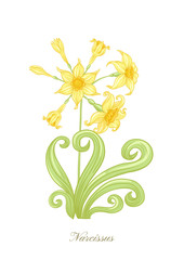 Narcissus. Set of elements for design Colored vector illustration. In art nouveau style, vintage, old, retro style. In soft yellow colors. Isolated on white background..