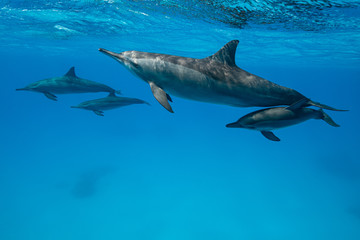 mothers and babies  Spinner dolphins (Stenella longirorstris) swimming over sand in Sataya reef, Egypt, Red Sea